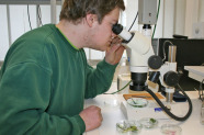 Studierender am Mikroskop betrachtet Schadbilder an Pflanzenteilen